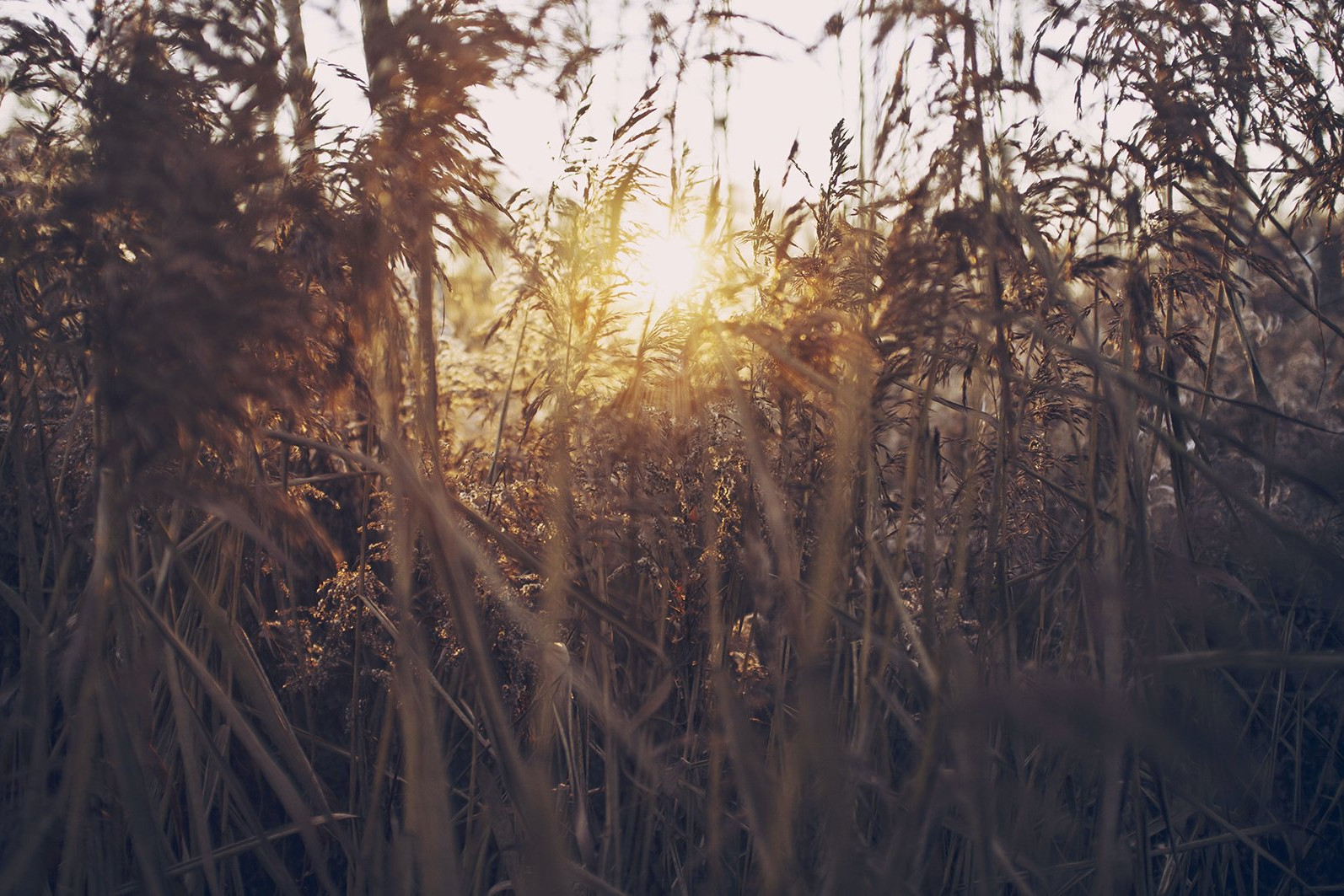 sun over tall grass