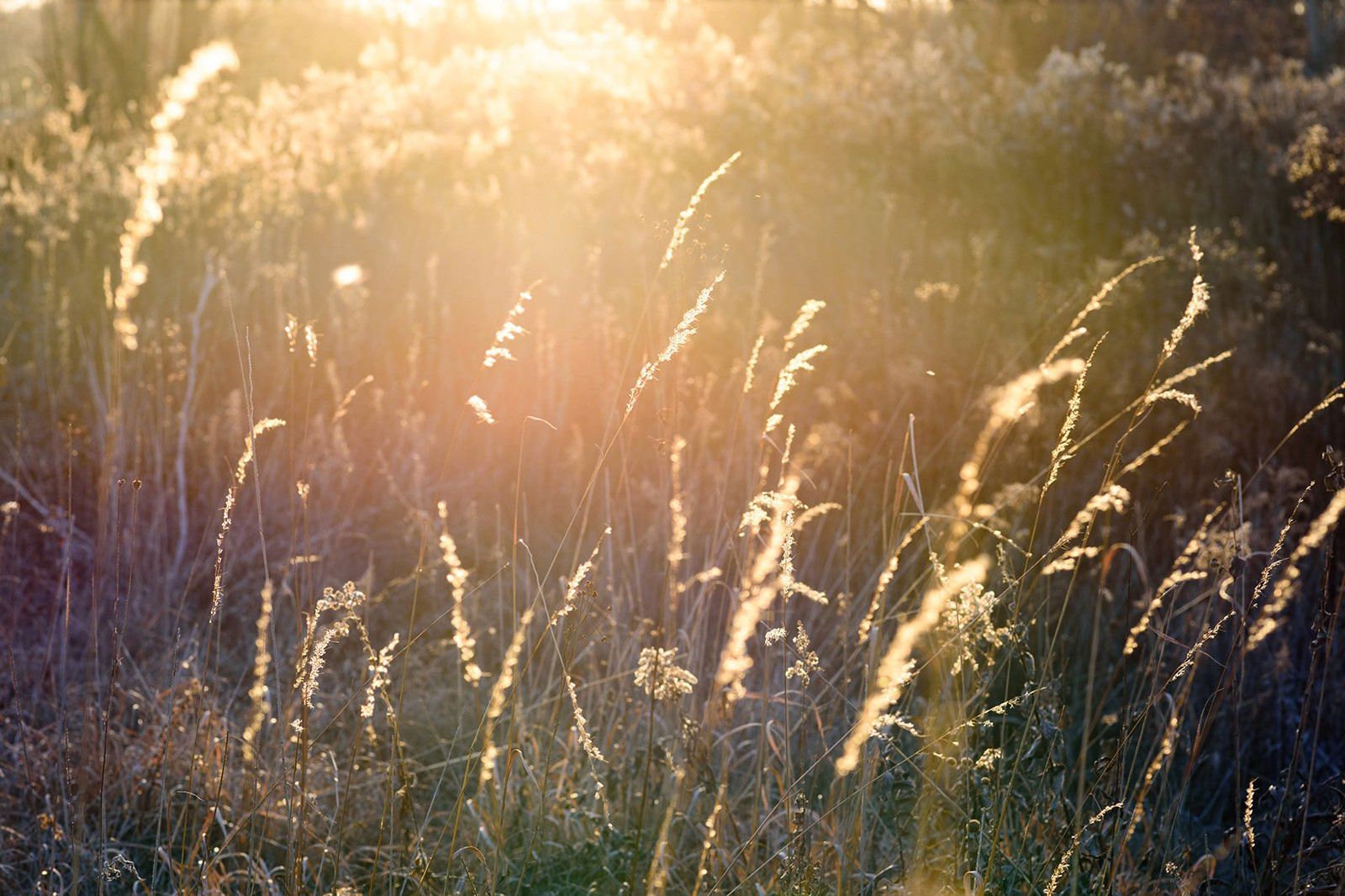 tall grass in field at sunset